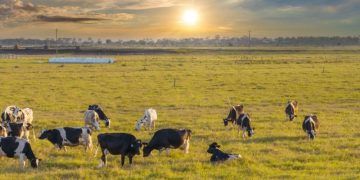 Agropecuária ocupa 40% das áreas próximas a estradas na Amazônia, aponta estudo