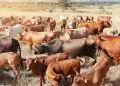 Brasil encerra 2025 com menor rebanho bovino desde 2022, aponta IBGE 4 Brasil encerra 2025 com menor rebanho bovino desde 2022, aponta IBGE
