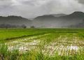 Chuva deve persistir em áreas agrícolas do país até sexta-feira (30) 4 Chuva deve persistir em áreas agrícolas do país até sexta-feira (30)