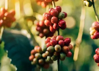 Custo do crédito pode consumir quase metade do lucro de cafeicultores
