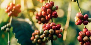 Custo do crédito pode consumir quase metade do lucro de cafeicultores