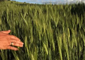 El Niño intensifica chuvas e ameaça a qualidade do trigo na Região Sul