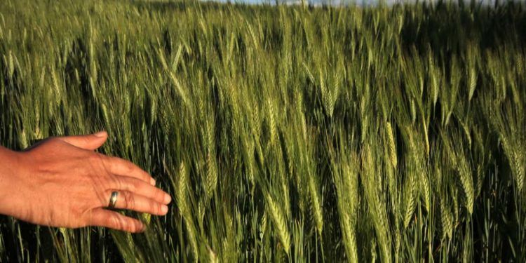 El Niño intensifica chuvas e ameaça a qualidade do trigo na Região Sul 1 El Niño intensifica chuvas e ameaça a qualidade do trigo na Região Sul