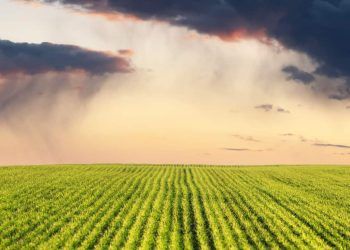 El Niño muda cenário de chuvas e exige adaptação do agro em diferentes regiões 6 El Niño muda cenário de chuvas e exige adaptação do agro em diferentes regiões