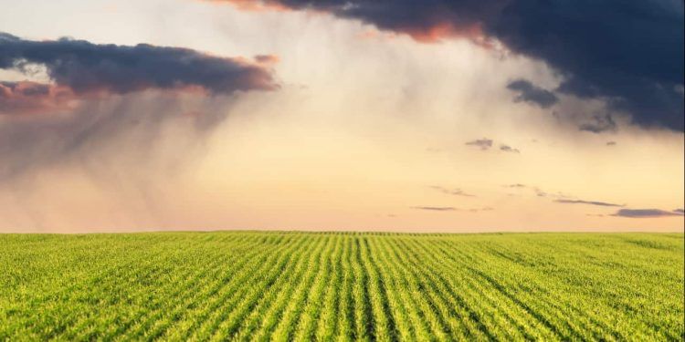 El Niño muda cenário de chuvas e exige adaptação do agro em diferentes regiões 1 El Niño muda cenário de chuvas e exige adaptação do agro em diferentes regiões