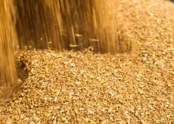 Expansão da área plantada deve elevar produção de grãos no país 6 Expansão da área plantada deve elevar produção de grãos no país