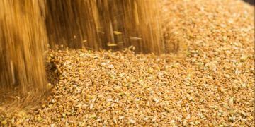 Expansão da área plantada deve elevar produção de grãos no país
