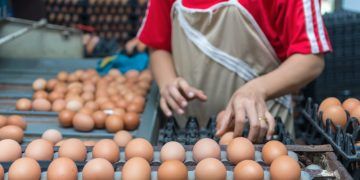 Exportações brasileiras de ovos crescem 29,4% em setembro