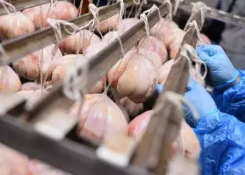 Exportações de carne de frango de Mato Grosso crescem 24,42% em 2026