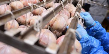 Exportações de carne de frango de Mato Grosso crescem 24,42% em 2026