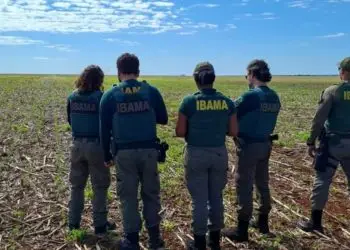 Ibama multa produtores em R$ 890 mil por cultivo irregular de milho transgênico em Goiás