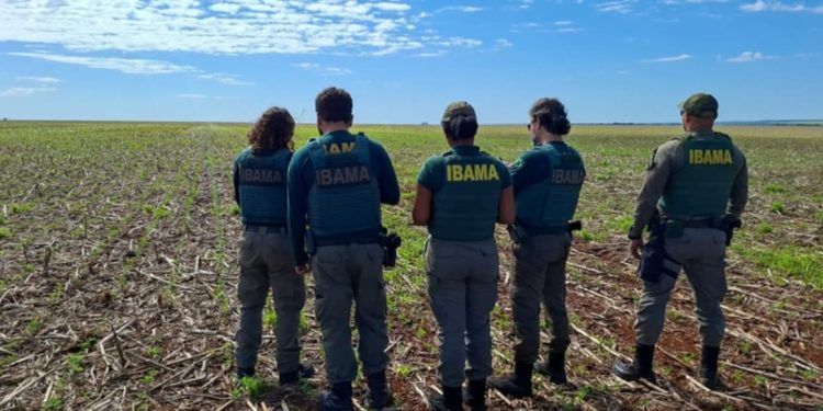 Ibama multa produtores em R$ 890 mil por cultivo irregular de milho transgênico em Goiás 1 Ibama multa produtores em R$ 890 mil por cultivo irregular de milho transgênico em Goiás