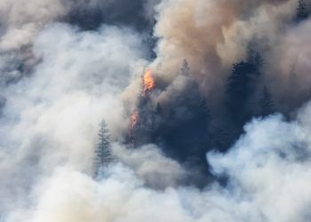 Incêndios florestais atingem 76 municípios do Pará e mobilizam equipes federais 6 Incêndios florestais atingem 76 municípios do Pará e mobilizam equipes federais