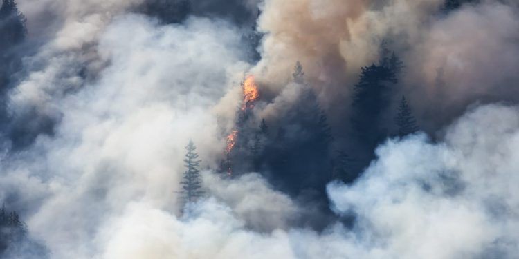 Incêndios florestais atingem 76 municípios do Pará e mobilizam equipes federais 1 Incêndios florestais atingem 76 municípios do Pará e mobilizam equipes federais