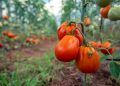 Mapa inclui tomate industrial irrigado no zoneamento de risco climático 4 Mapa inclui tomate industrial irrigado no zoneamento de risco climático