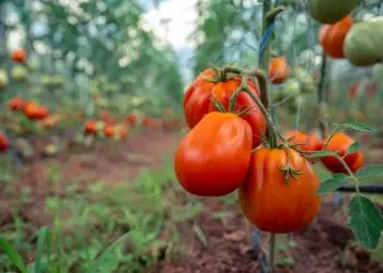 Mapa inclui tomate industrial irrigado no zoneamento de risco climático