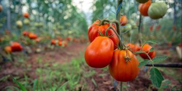 Mapa inclui tomate industrial irrigado no zoneamento de risco climático