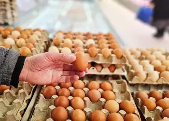 Mercado brasileiro de ovos registra queda nos preços em meio à baixa procura