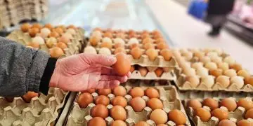 Mercado brasileiro de ovos registra queda nos preços em meio à baixa procura