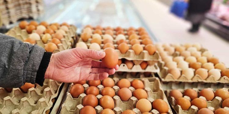 Mercado brasileiro de ovos registra queda nos preços em meio à baixa procura 1 Mercado brasileiro de ovos registra queda nos preços em meio à baixa procura