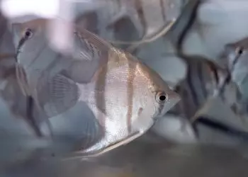 Ministério da Pesca lança selo para reconhecer regularidade no setor de aquariofilia