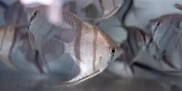 Ministério da Pesca lança selo para reconhecer regularidade no setor de aquariofilia