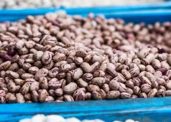 Oferta restrita e atraso no plantio influenciam preços do feijão em outubro