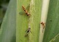 Pesquisa identifica ação de insetos benéficos contra pulgão do sorgo 4 Pesquisa identifica ação de insetos benéficos contra pulgão do sorgo