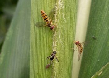 Pesquisa identifica ação de insetos benéficos contra pulgão do sorgo