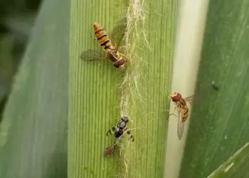 Pesquisa identifica ação de insetos benéficos contra pulgão do sorgo