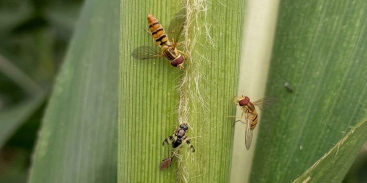 Pesquisa identifica ação de insetos benéficos contra pulgão do sorgo 1 Pesquisa identifica ação de insetos benéficos contra pulgão do sorgo