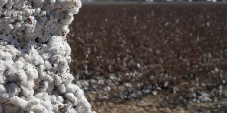 Produção de algodão recua em MT mesmo com produtividade recorde na safra 2025/26 1 Produção de algodão recua em MT mesmo com produtividade recorde na safra 2025/26
