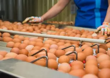 Produção goiana de ovos tem segundo melhor resultado para o primeiro semestre