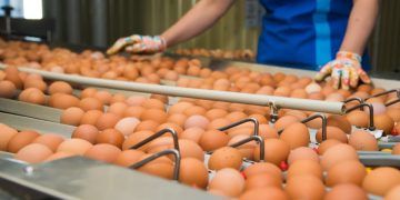 Produção goiana de ovos tem segundo melhor resultado para o primeiro semestre