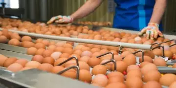 Produção goiana de ovos tem segundo melhor resultado para o primeiro semestre