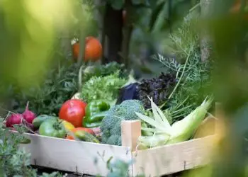 Programa de Aquisição de Alimentos terá regras especiais em áreas de emergência