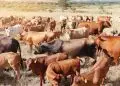 Rebanho bovino cai 1,7% no Brasil, enquanto produção de leite bate recorde 4 Rebanho bovino cai 1,7% no Brasil, enquanto produção de leite bate recorde