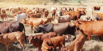 Rebanho bovino cai 1,7% no Brasil, enquanto produção de leite bate recorde