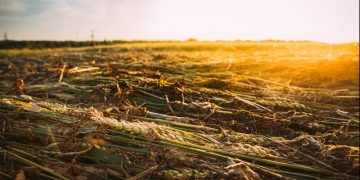 Renegociação de dívidas tem novas regras para produtores afetados por perdas climáticas