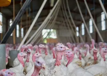 Santa Catarina confirma segundo foco de doença de Newcastle em aves comerciais