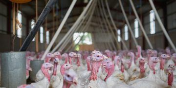 Santa Catarina confirma segundo foco de doença de Newcastle em aves comerciais