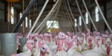 Santa Catarina confirma segundo foco de doença de Newcastle em aves comerciais