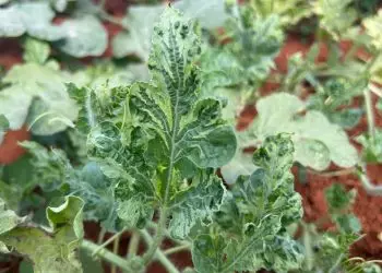 Virose provoca perdas de até 100% em lavouras de melancia em Goiás