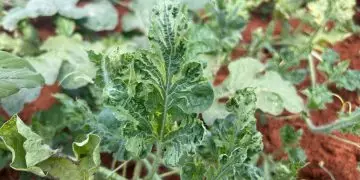 Virose provoca perdas de até 100% em lavouras de melancia em Goiás