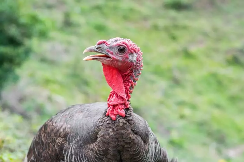 Doença em aves