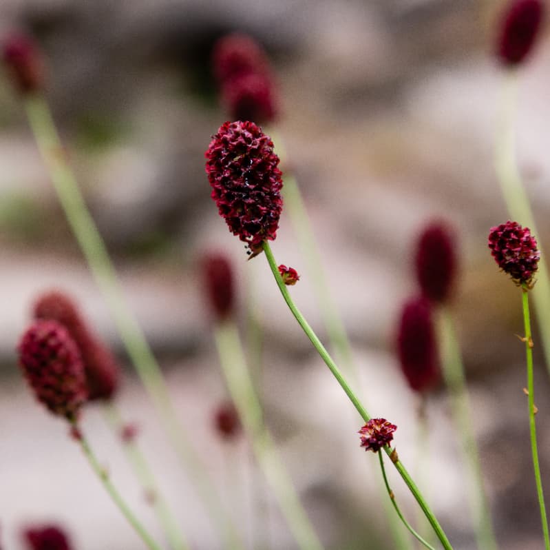 Flora