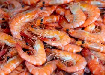 Rio Grande do Norte é o segundo maior produtor de camarão do Brasil