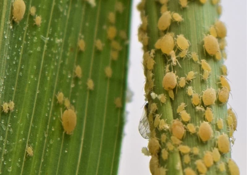 Pesquisa identifica ação de insetos benéficos contra pulgão do sorgo 2 Pulgão